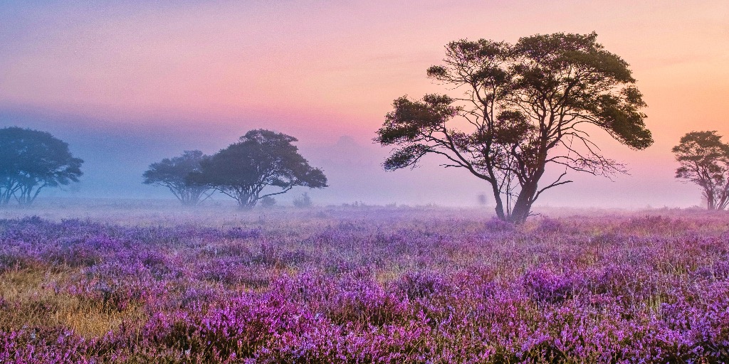 Heide op de Veluwe